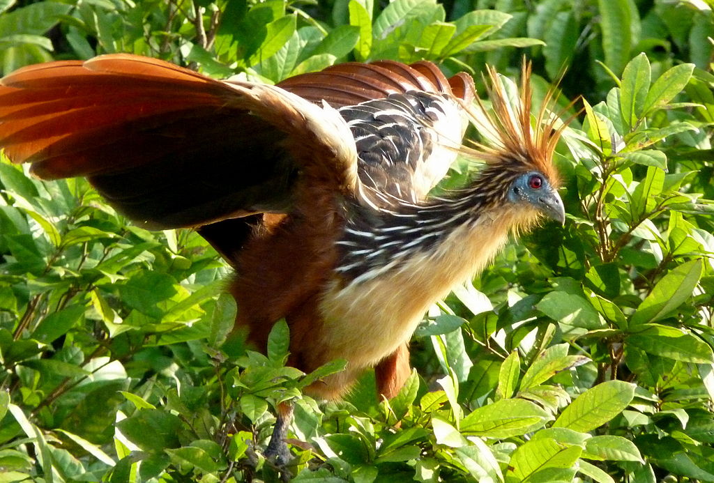 1024px-Hoatzin_in_Peru