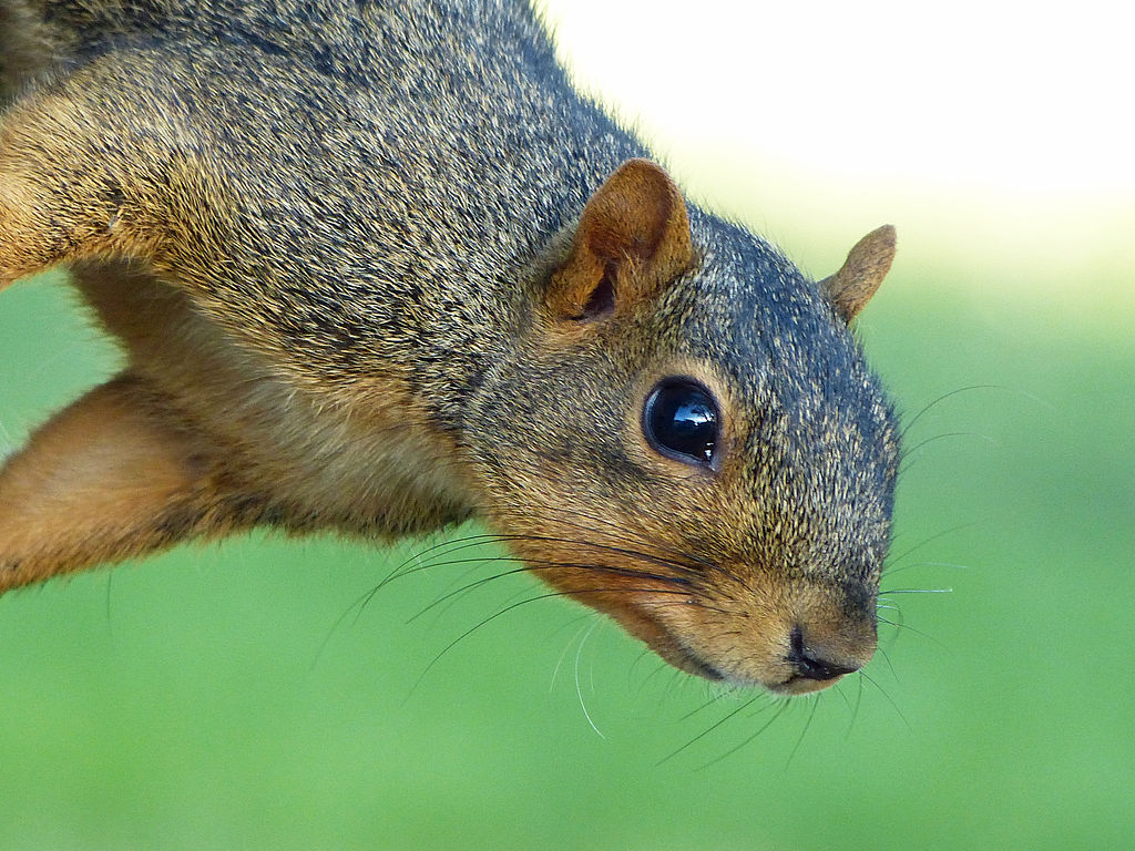 1024px-Squirrel_with_Blurred_Background_by_Monique_Haen