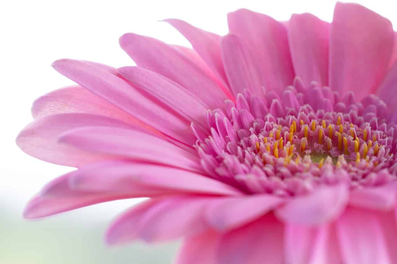 gerbera-4346124_1280-min